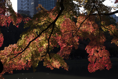 紅葉