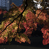 紅葉