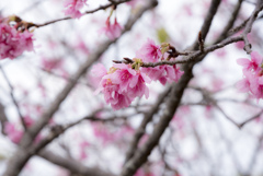 今帰仁の緋寒桜