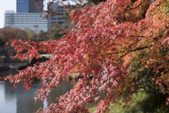 紅葉２
