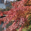 紅葉２