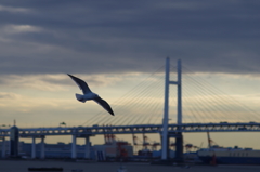 カモメとベイブリッジ