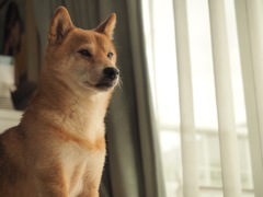 ふうた