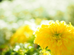 お花