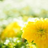 お花