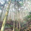 森林