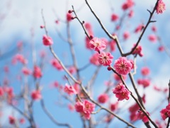 梅