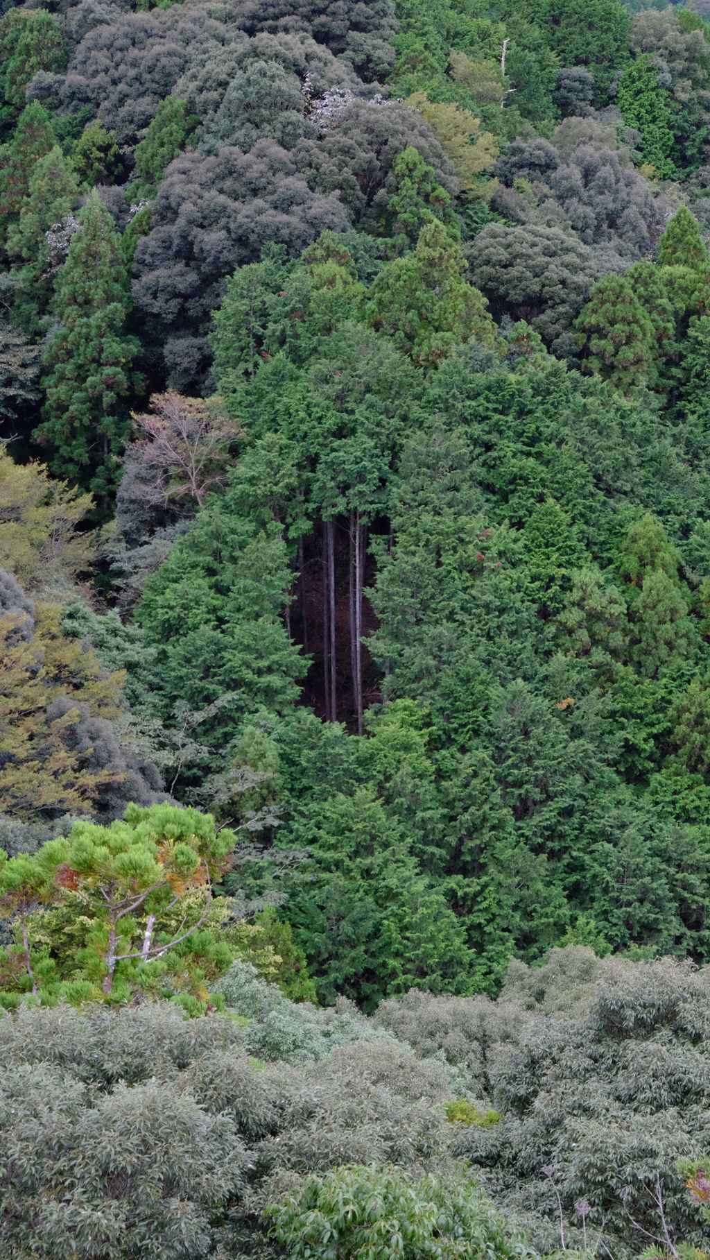 森の吸気口