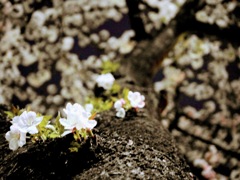 夜桜