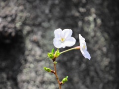 幹に咲く