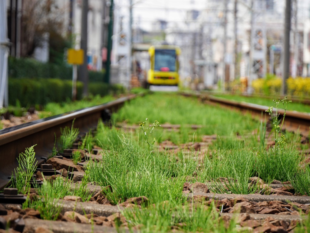 線路沿いに緑色付く
