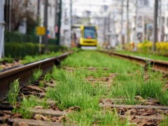 線路沿いに緑色付く