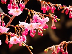 とある神社で