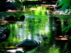 水に浮かぶ緑