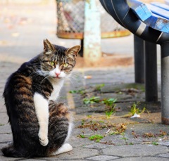 猫の住む街
