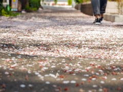 桜道