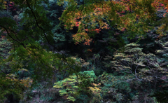 微雨中の養老渓谷