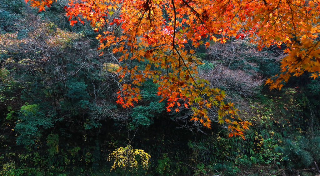 養老渓谷の紅葉