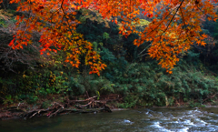 養老渓谷の紅葉