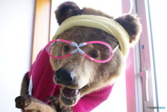 クマに遭遇