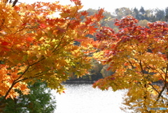 水辺の紅葉