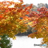 水辺の紅葉