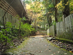 森