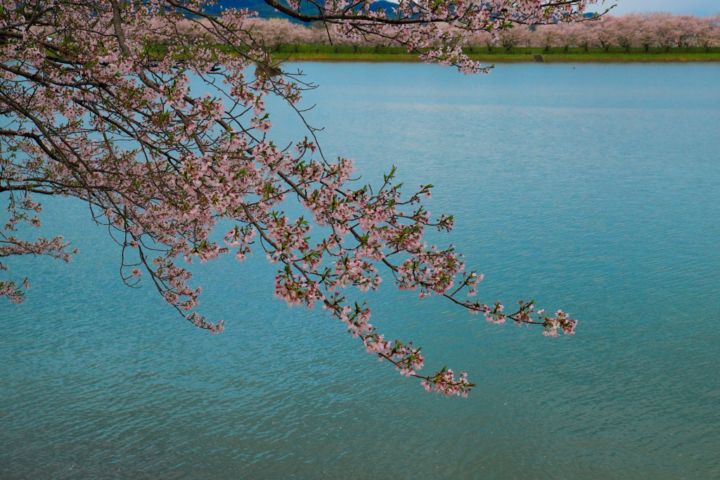 さくら（立岡自然公園）