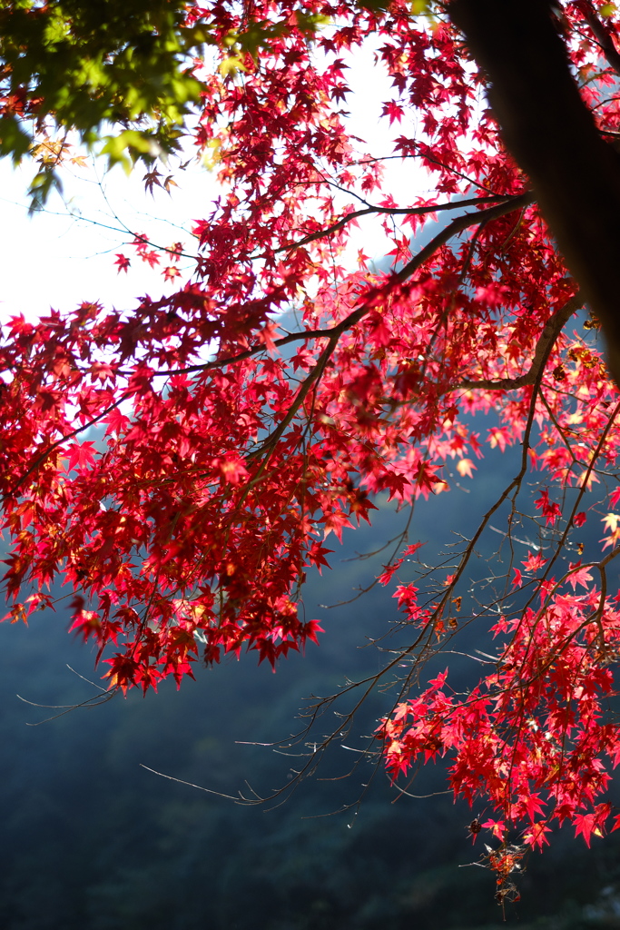 MOMIJI