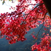MOMIJI