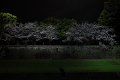 花の舞台（熊本城）