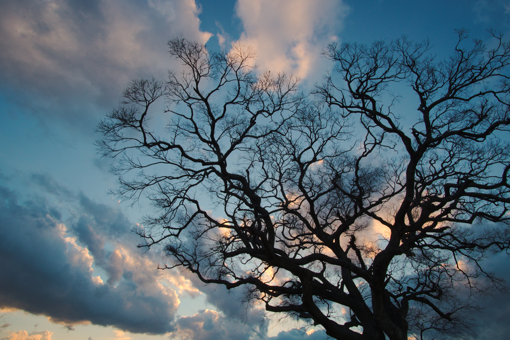 tree　天までとどけ