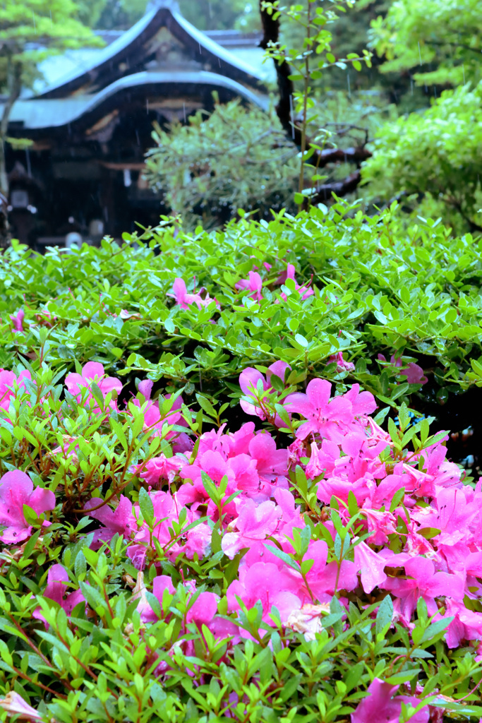 梅雨入りの岡崎神社