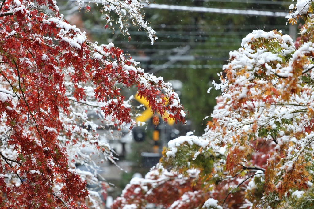 雪もみじ