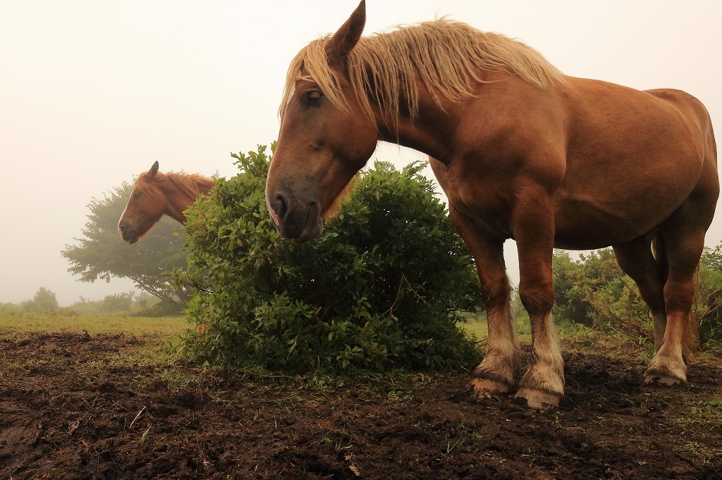 競走馬より農耕馬が好き