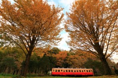 銀杏と小湊鉄道