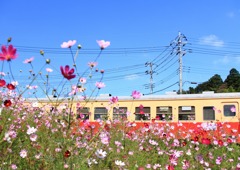 空と小湊鉄道とコスモスと