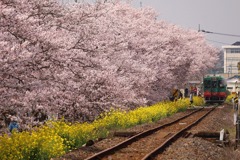 真岡鐵道とさくら