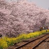 真岡鐵道とさくら