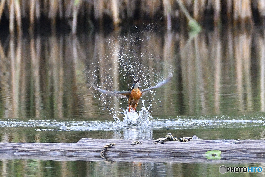 身近な鳥たち 29 カワセミ 7
