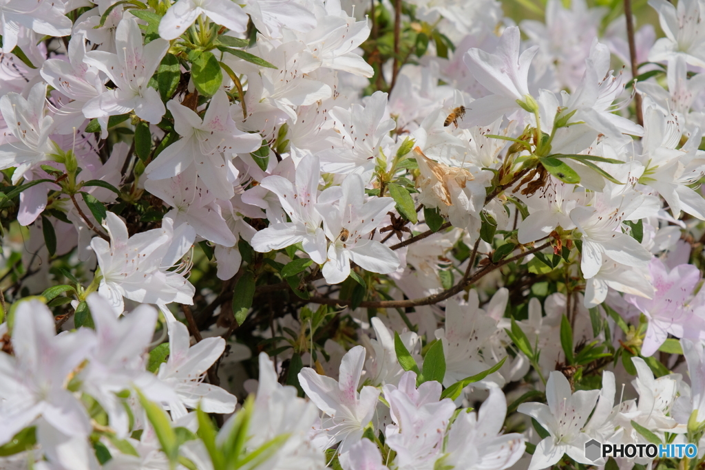 花の季節はツツジへと３＜蜂たちも忙しい＞