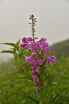 草津白根山での花です
