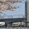 桜と新幹線１