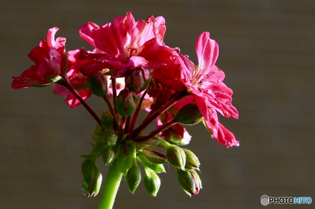 萎れた花びらの輝き2