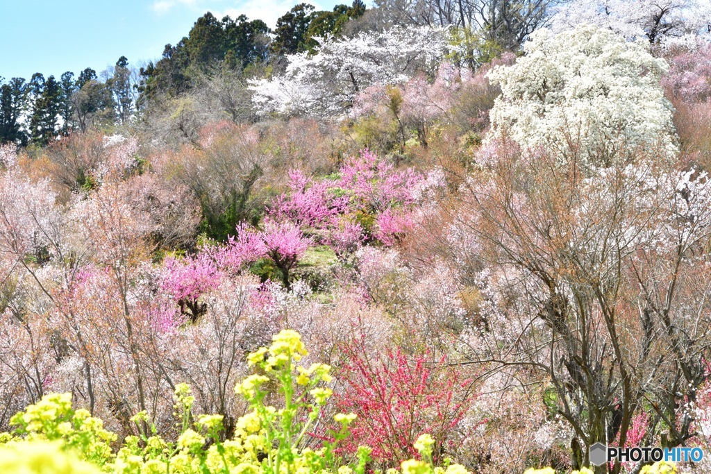 2019年4月 福島 花見山公園1