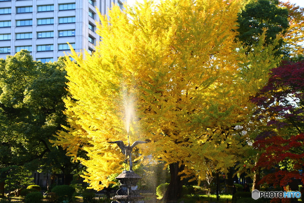 日比谷公園の紅葉です。銀杏の葉が輝いてました。