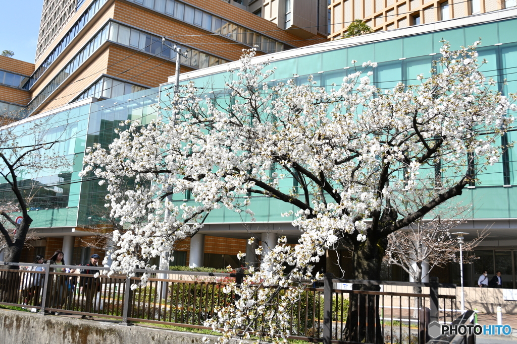 石神井川の桜