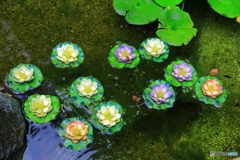 鎌倉 長谷寺 かわいい蓮の花