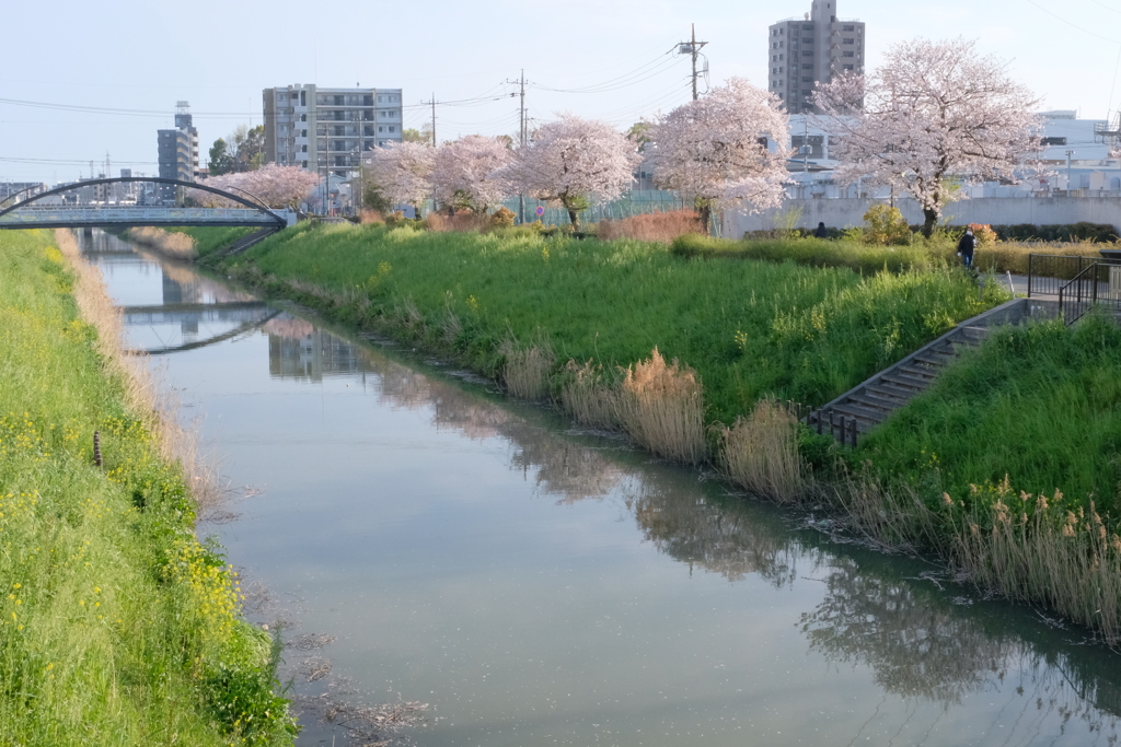 満開から桜吹雪へと移り行く