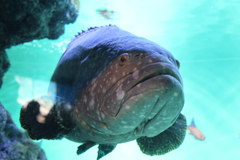 葛西臨海水族園での大きな顔